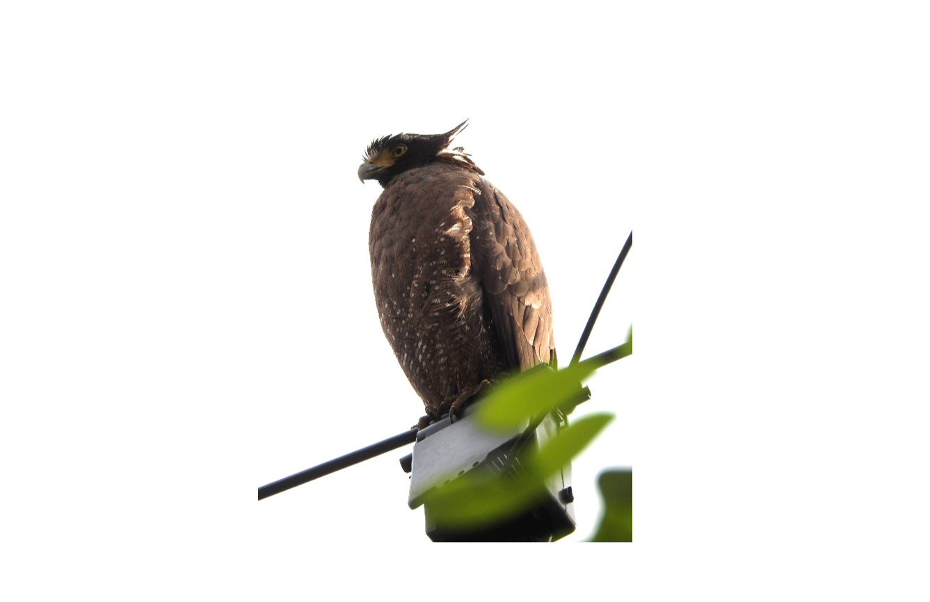 警戒中的大冠鷲豎起了頭頂黑白相間的冠羽，威猛倍增（圖片來源：臺北市動物保護處）