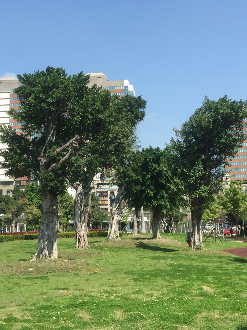 公有樹木媒合（圖片來源：新北市政府綠美化環境景觀處）