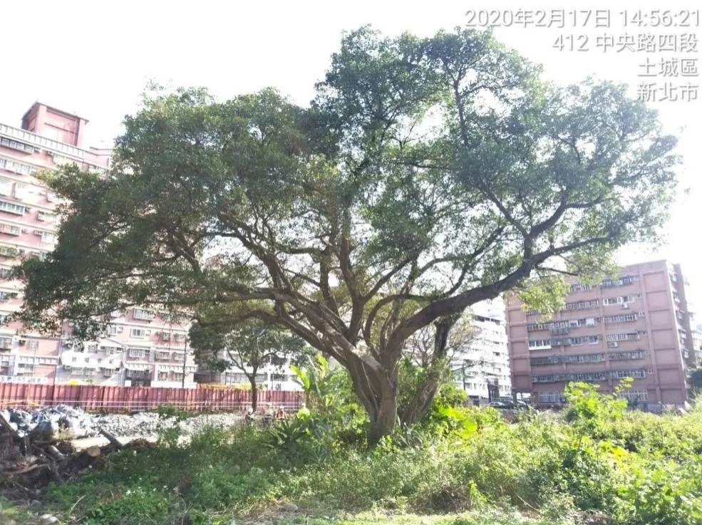 移植前珍貴樹木編號:680榕樹