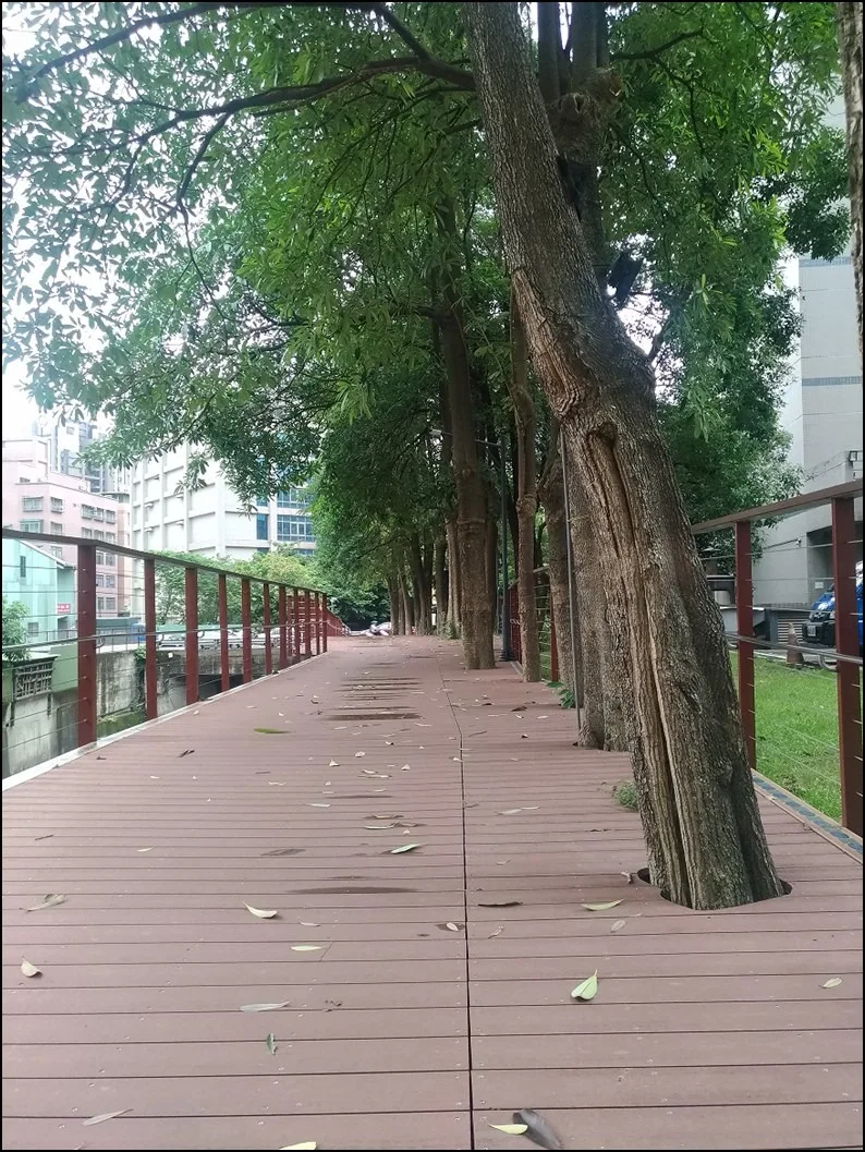 (雨後寧靜的木棧道)