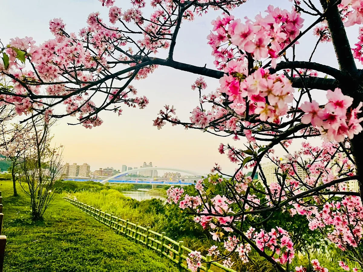▲櫻花構成的花框與陽光橋相呼應
