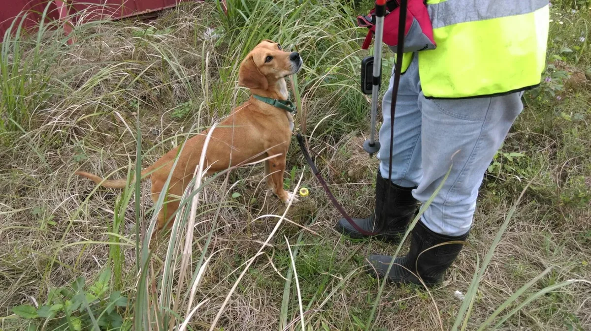 偵蟻犬來偵測