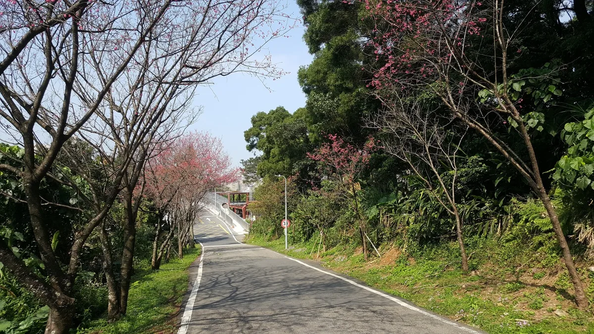 （圖說：淡金鄧公站旁的滬尾櫻花大道）