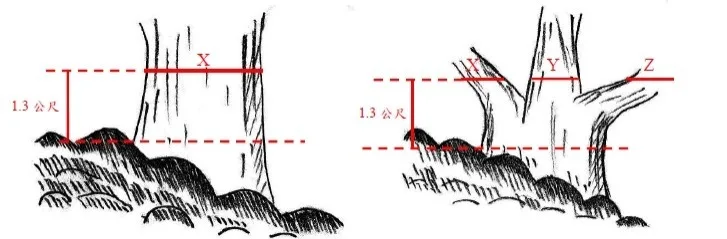 單主幹及多主幹樹木測量方式圖農景施 01-(民)附件二）