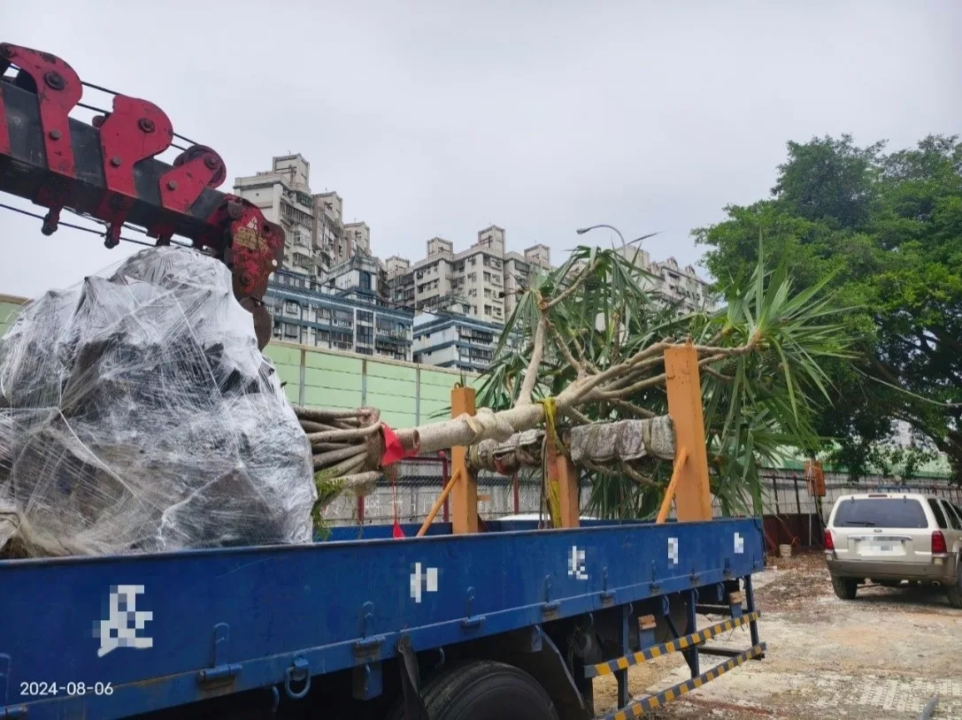 吉林街植栽移植作業-土球包紮(完成圖)