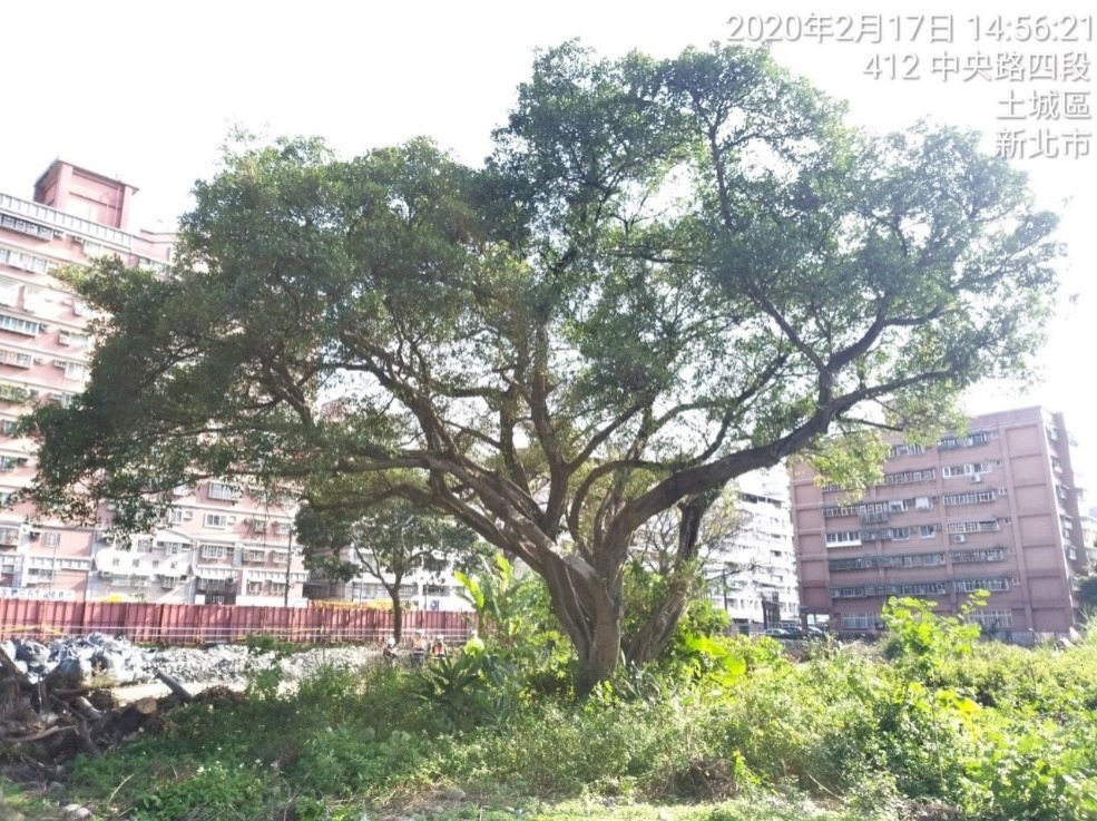 移植前珍貴樹木編號:680榕樹