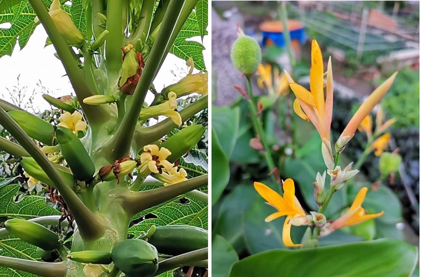 城市中少見的木瓜樹開花結果（左圖）/炮仗花別稱：黃金珊瑚、炮竹花（右圖）