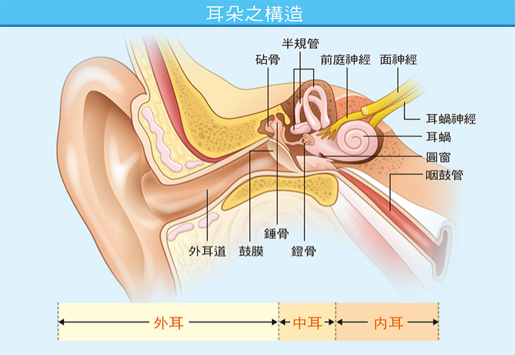 ▲耳朵構造圖