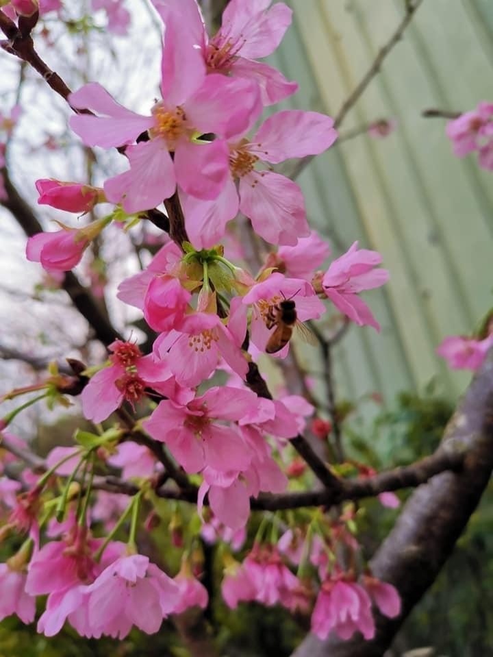 土城貨饒里希望之河左岸美不勝收的櫻花