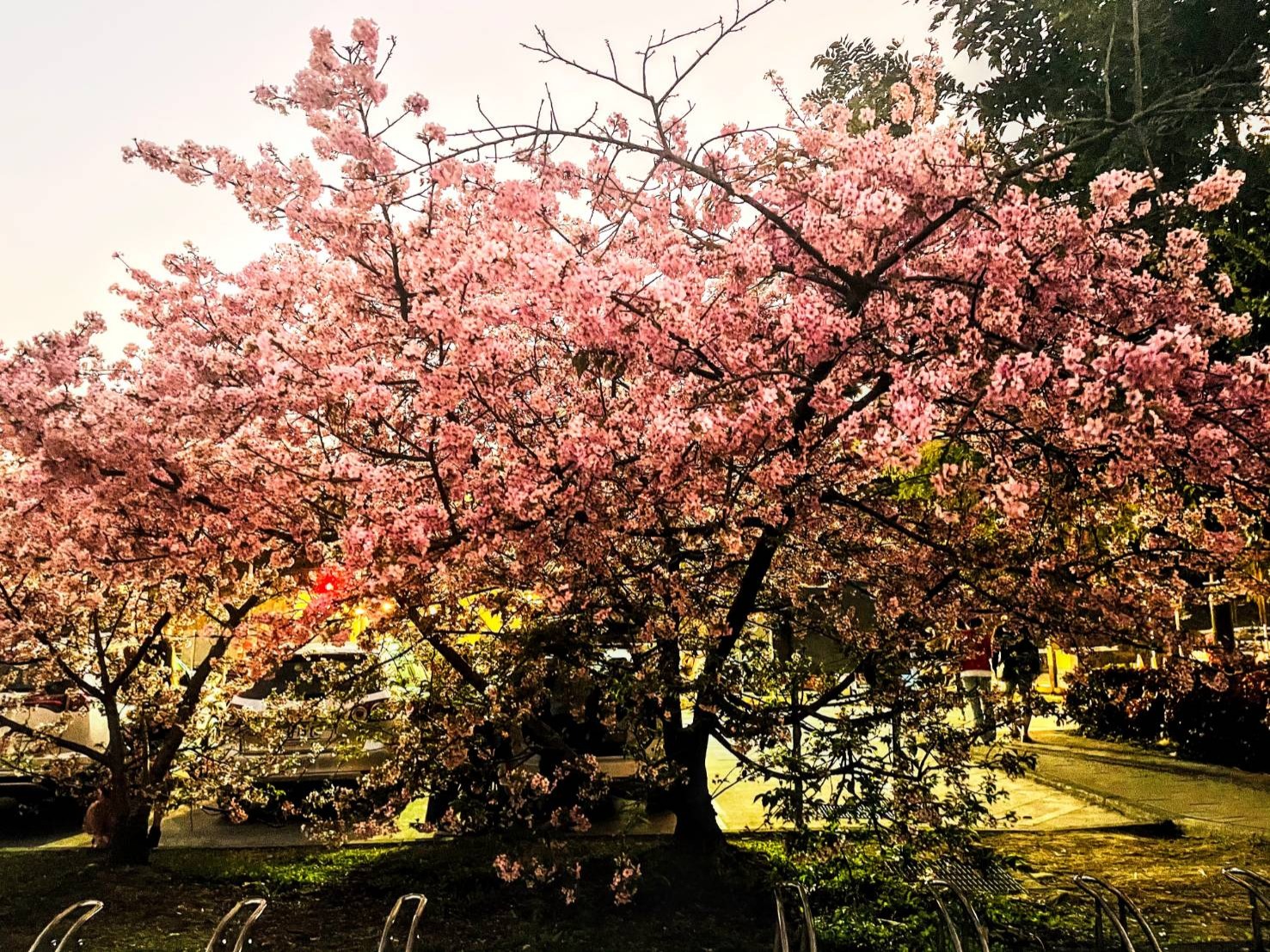 ▲櫻花王