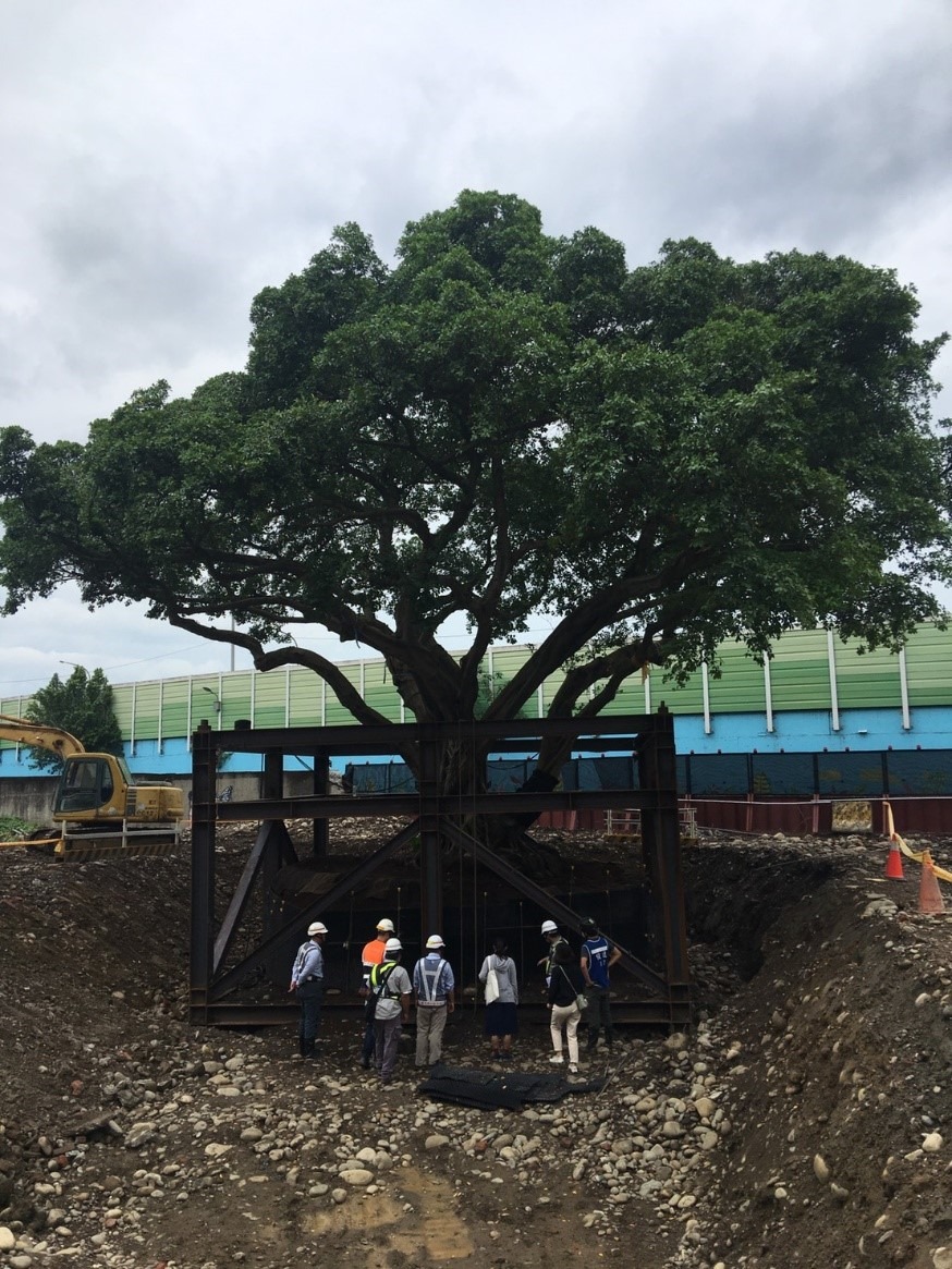 珍貴樹木編號:680榕樹架設後鋼支架
