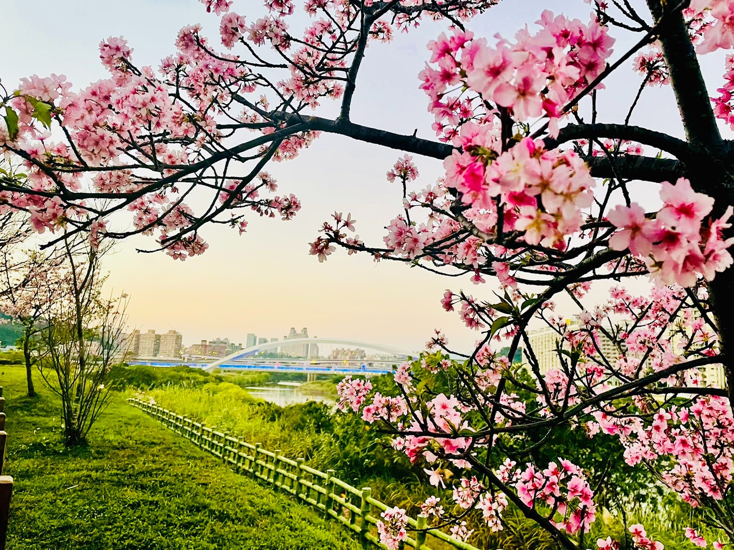 ▲櫻花構成的花框與陽光橋相呼應