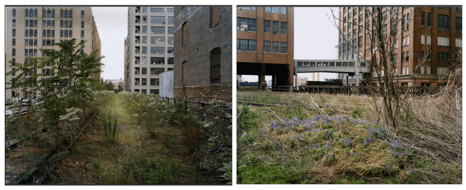 ▲HIGH line park 舊照片