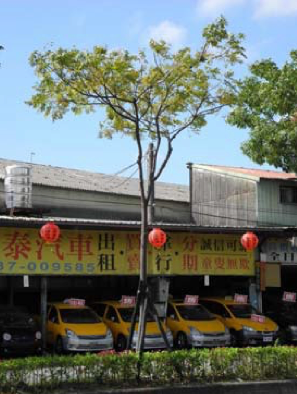 萬大二期提供樹種（苦楝）