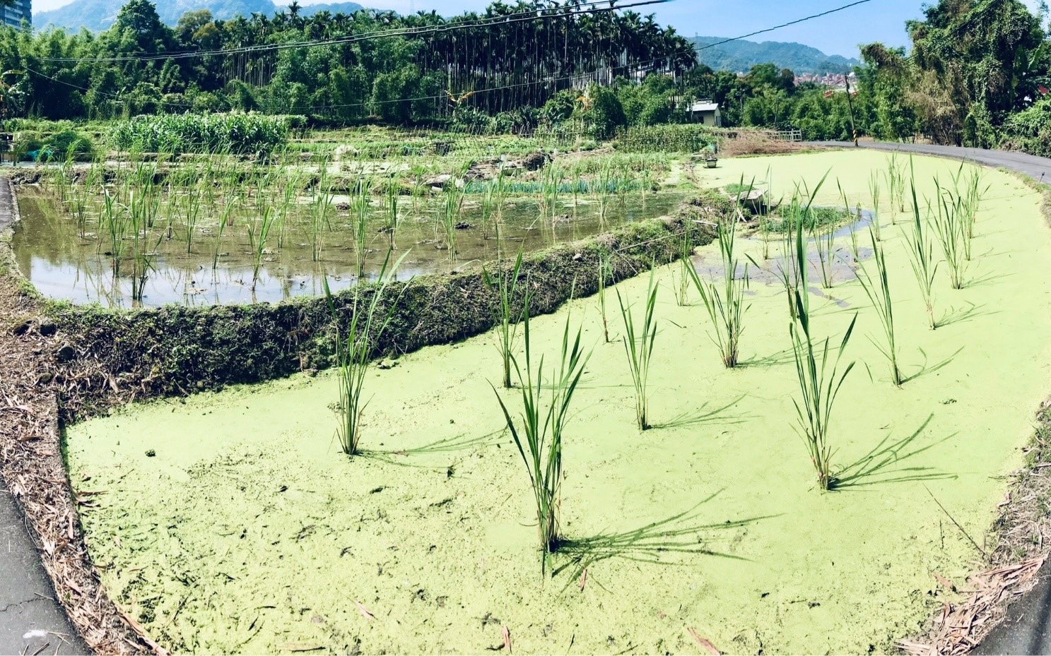 安坑水梯田