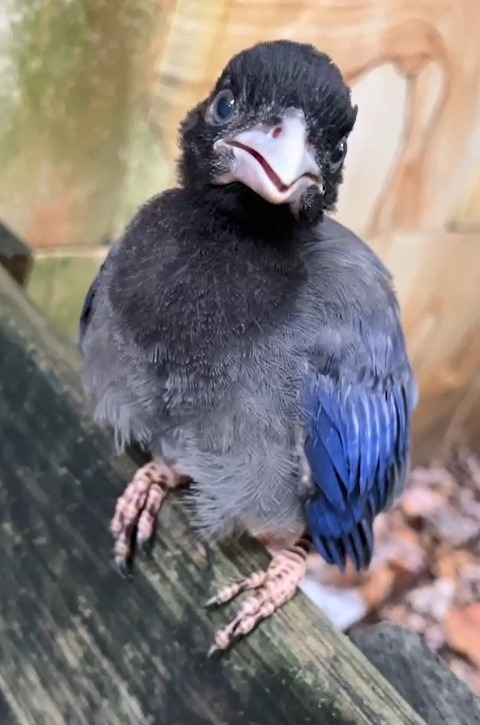 ▲台灣藍鵲幼鳥正面照！「這麼可愛真是對不起呢」