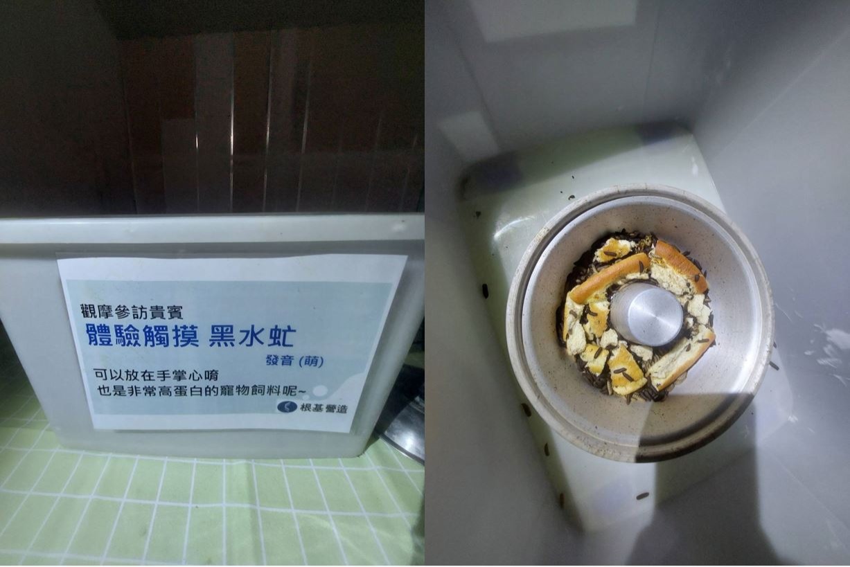 「新北環狀線秀朗橋站捷運開發案」工地內吃廚餘的黑水虻（自攝於「新北環狀線秀朗橋站捷運開發案」工地現場）