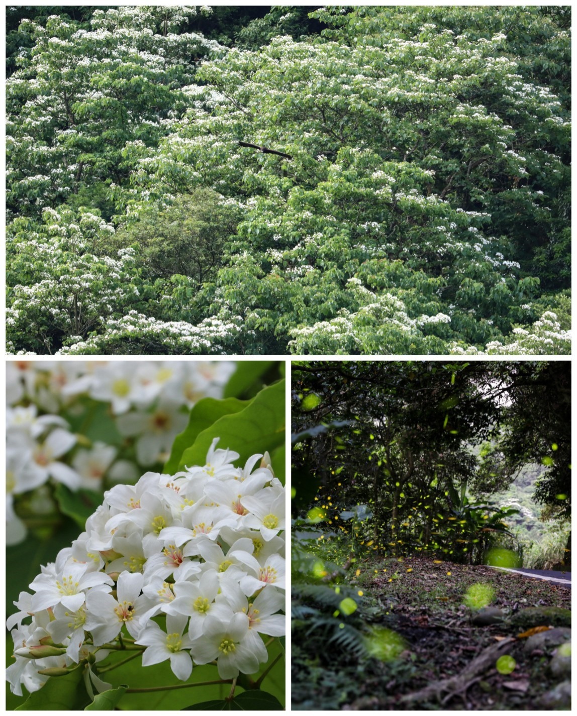 開滿山林的油桐花，螢火蟲季同時登場