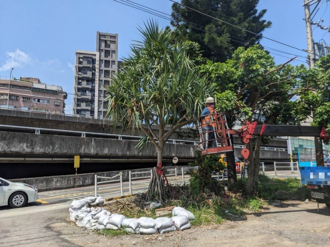 吉林街植栽移植作業-植栽修剪(修剪中)