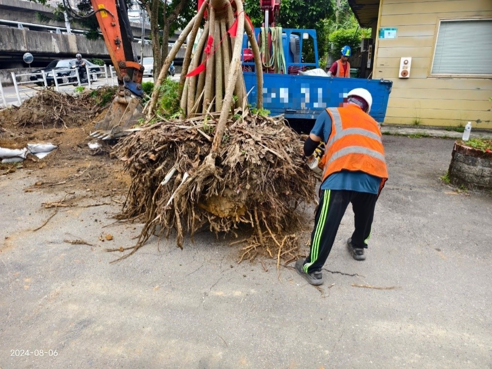 吉林街植栽移植作業-挖掘出植栽根群