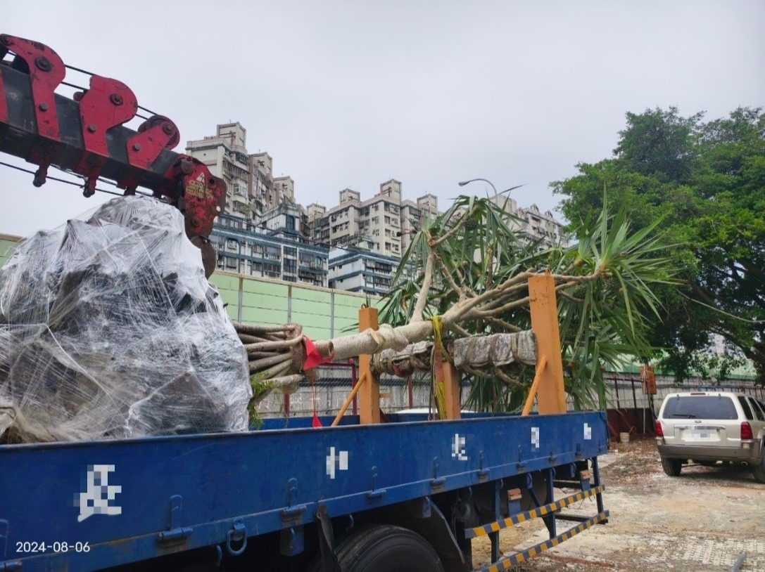 吉林街植栽移植作業-土球包紮(完成圖)