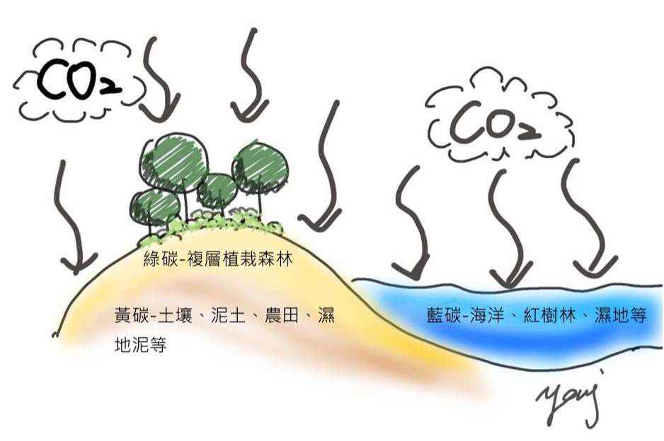 三種碳匯示意圖